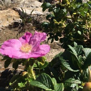 Meet your Posher, Oren